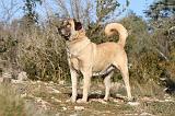 KANGAL 011